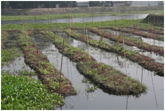 Village in Bangladesh growing vegtables