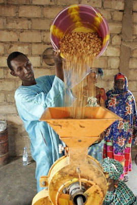 Photo: A Miller Pours Peanuts in Multi-Functional Platform for Grinding