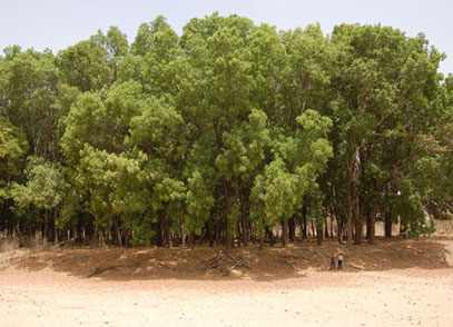 Photo: A commercial mahogany stand in the Nuba mountains, Southern Kordofan 